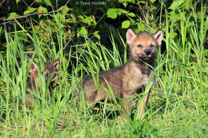 Wolf Pups on Shoe Lake Road by Travis Novitsky